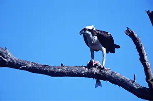 Osprey: OSPREY - eating fish on tree