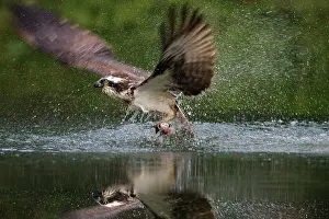 Roy Glen: Osprey emerging from water with a trout