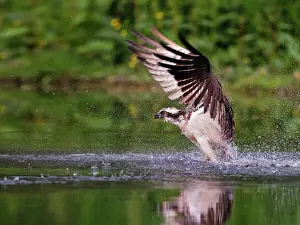 Roy Glen: Osprey emerging from water with a trout