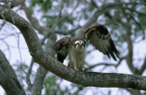 Pandionidae: Osprey in the Everglades