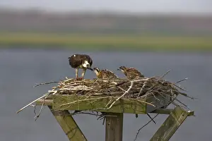Pandionidae: Osprey feeding chicks