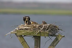 Pandionidae: Osprey feeding chicks