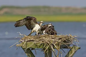 Pandionidae: Osprey feeding chicks
