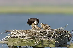 Pandion: Osprey feeding chicks