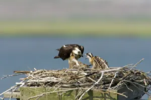 Pandion: Osprey feeding chicks