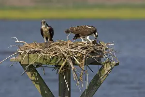 Pandionidae: Osprey feeding young