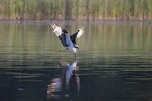 Moving: Osprey Fish