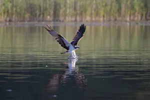 Moving: Osprey Fish