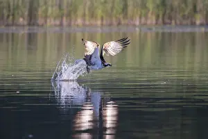 Moving: Osprey Fish