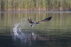 Moving: Osprey Fish