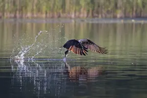Moving: Osprey Fish