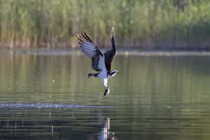 Moving: Osprey Fish