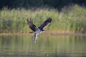 Moving: Osprey Fish