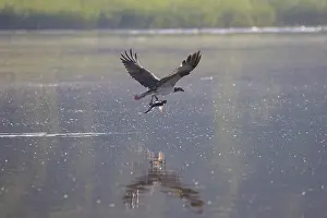 Moving: Osprey Fish