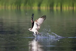 Moving: Osprey Fish