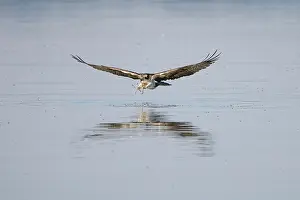 Moving: Osprey Fish