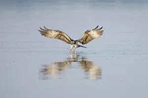 Moving: Osprey Fish