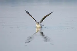 Moving: Osprey Fish
