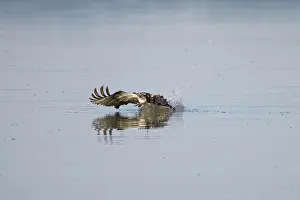 Moving: Osprey Fish