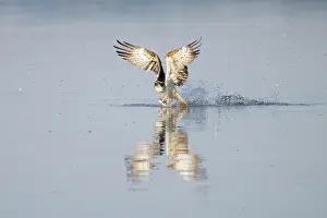 Moving: Osprey Fish