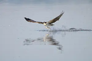 Moving: Osprey Fish