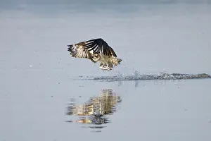Moving: Osprey Fish
