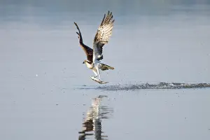 Moving: Osprey Fish
