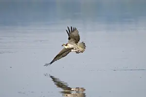 Moving: Osprey Fish