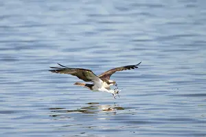 Moving: Osprey Fish