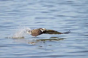 Moving: Osprey Fish
