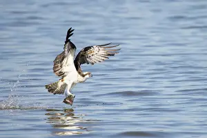 Moving: Osprey Fish