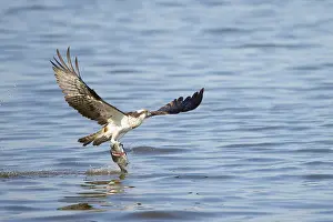 Moving: Osprey Fish