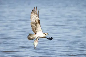 Moving: Osprey Fish