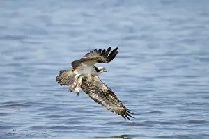Moving: Osprey Fish