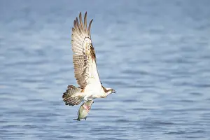 Moving: Osprey Fish