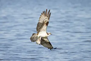 Moving: Osprey Fish