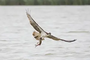 Moving: Osprey Fish