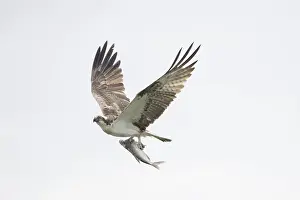 Moving: Osprey Fish