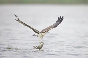 Moving: Osprey Fish
