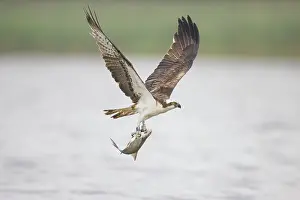 Moving: Osprey Fish