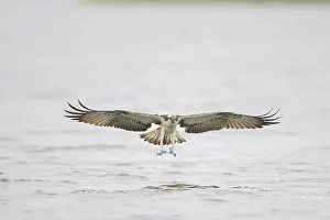 Moving: Osprey Fish