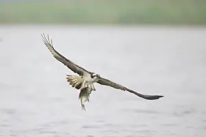 Moving: Osprey Fish