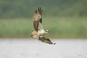 Moving: Osprey Fish
