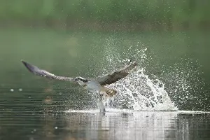 Moving: Osprey Fish