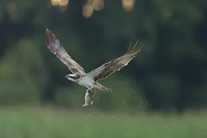 Moving: Osprey Fish