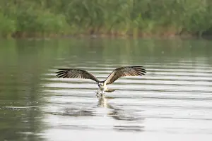 Moving: Osprey Fish