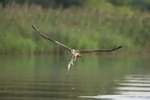 Moving: Osprey Fish