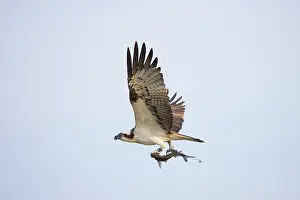 Moving: Osprey Fish