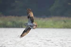 Moving: Osprey Fish