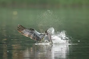 Moving: Osprey Fish